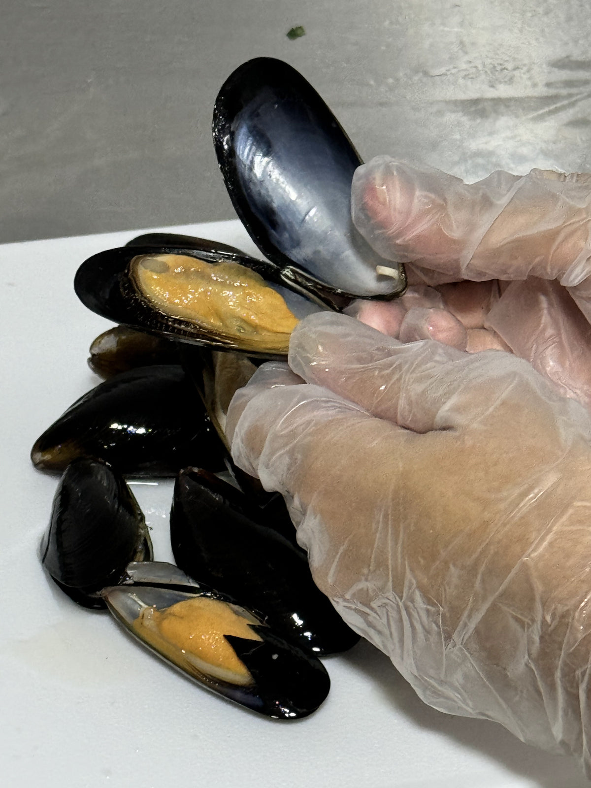 Mejillones Negros (Lb)