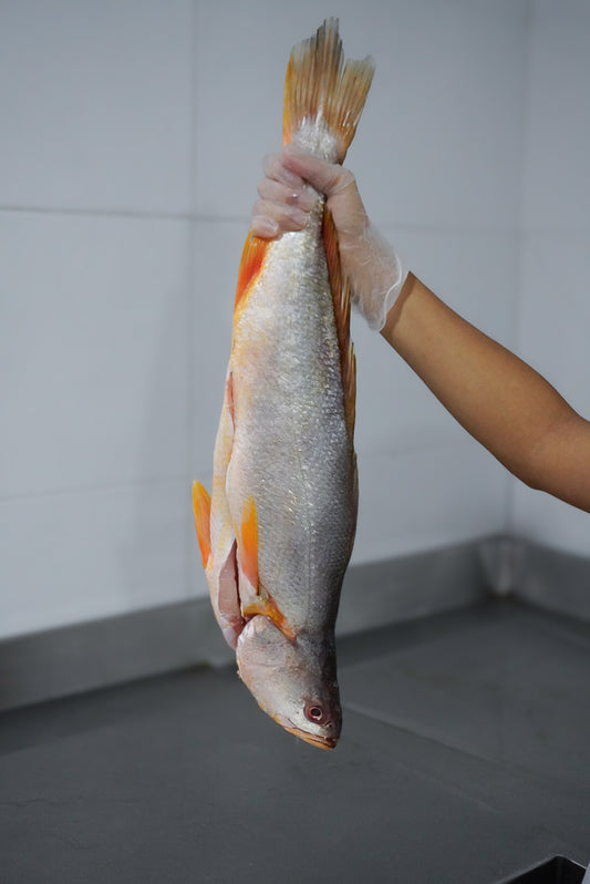 Corvina platera * unidad