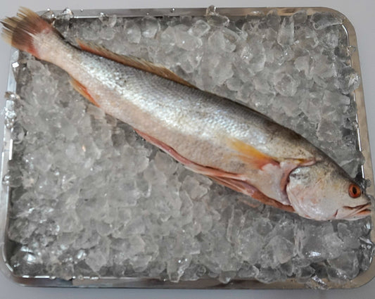 Corvina platera * unidad