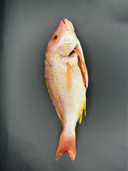 Pargo Rojo * unidad
